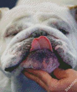Close Up English Bulldog diamond painting