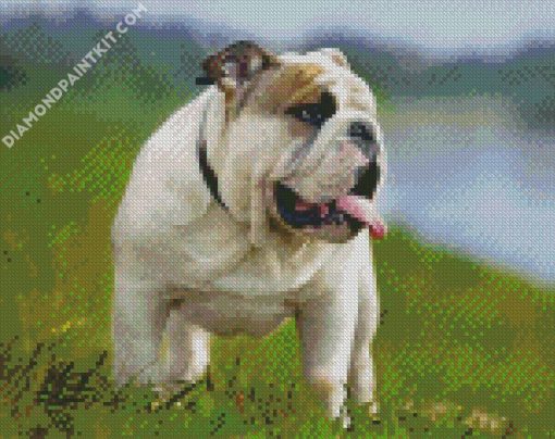 English Bulldog Dog diamond painting