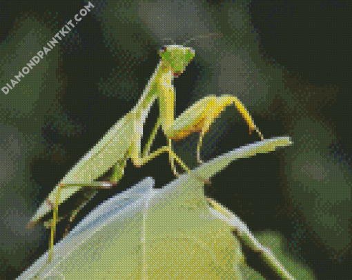 Mantis On Leaf diamond painting