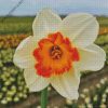 Narcissus Flower diamond painting