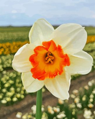 Narcissus Flower diamond painting