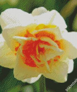 Narcissus Flower Parade diamond painting