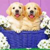Puppies In Basket diamond painting