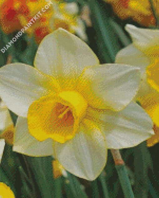White Narcissus diamond painting