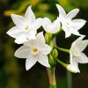White Narcissus Flowers Art diamond painting