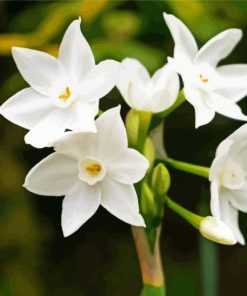 White Narcissus Flowers Art diamond painting