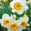 White Narcissus Flowers diamond painting