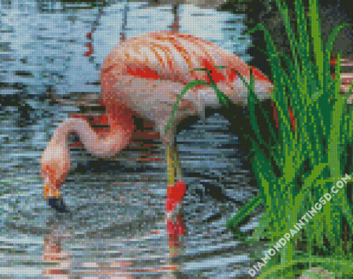 Flamingo Drinking Water Diamond Paintings