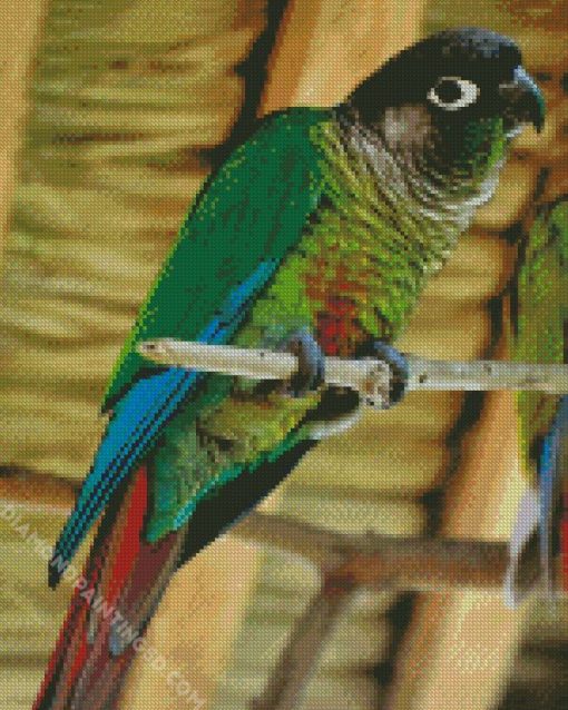 Green Cheeked Parakeet Diamond Paintings