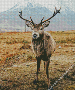 Highland Stag Animal Diamond Paintings