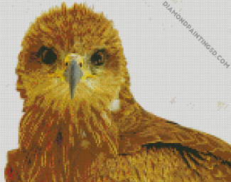 Indian Spotted Eagle Face Diamond Paintings