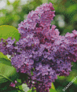 Aesthetic Purple Lilac Tree Diamond Paintings