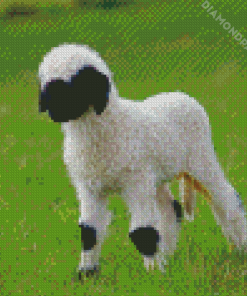 Baby Sheep Valas Blacknose Diamond Paintings