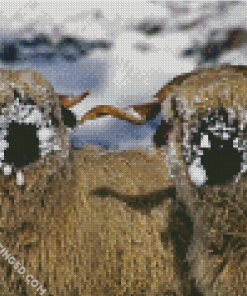 Cute Blacknose Sheep In Snow Diamond Paintings