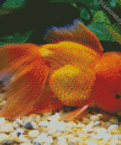 Golden Cap Fish Diamond Paintings