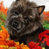 Aesthetic Black Cairn Terrier Art Diamond Paintings