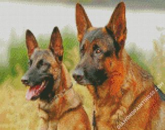 Belgian Malinois Dogs diamond painting