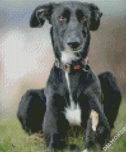 Black Lurcher Dog diamond painting