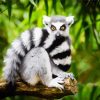 Ring Tailed Lemur Primate diamond painting