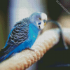 Blue Barakeet Bird Diamond Paintings