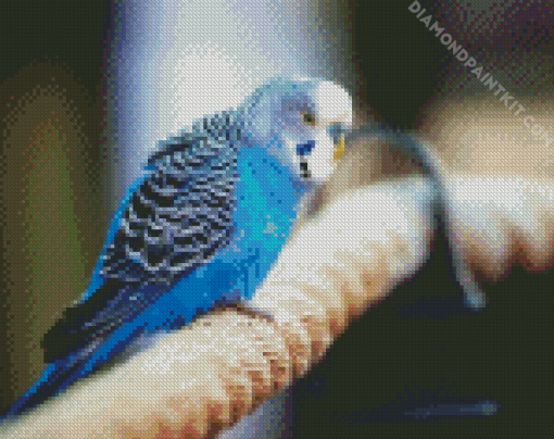 Blue Barakeet Bird Diamond Paintings