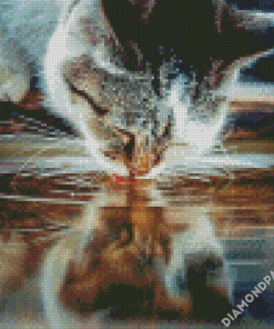 Cat Drinking Water Diamond Paintings