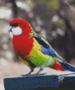 Colorful Rosella Bird Diamond Paintings