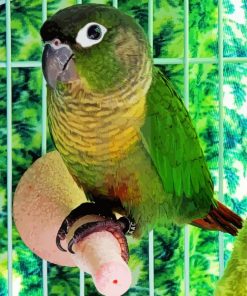 Green Cheeked Bird Diamond Paintings