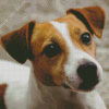 Cute Jack Russel Terrier Diamond Paintings