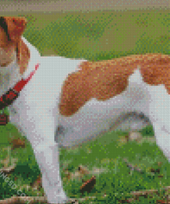 Dog Jack Russel Terrier Diamond Paintings