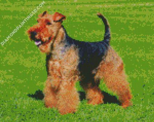 Dog Welsh Terrier Diamond Paintings