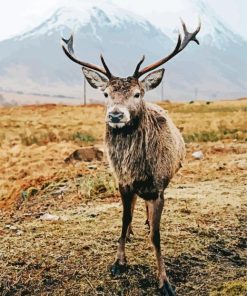 Highland Stag Animal Diamond Paintings