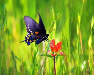 Indian Paintbrush And Butterfly Diamond Paintings