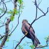 Indian Spotted Eagle On Tree Diamond Paintings