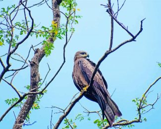 Indian Spotted Eagle On Tree Diamond Paintings
