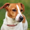 Jack Russel Terrier Dog Diamond Paintings
