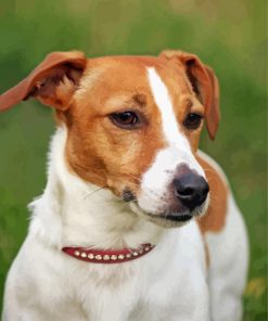 Jack Russel Terrier Dog Diamond Paintings
