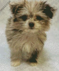 Maltipom Puppy Pet diamond painting