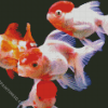 Red Cap Orandas Goldfish Diamond Painting