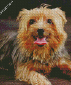 Australian Terrier Dog Animal Diamond Paintings