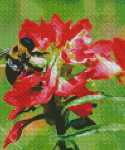 Bumblebee On Indian Paintbrush Diamond Paintings