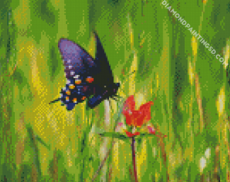 Indian Paintbrush And Butterfly Diamond Paintings