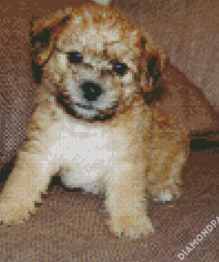 Lakeland Terrier Puppy Diamond Paintings