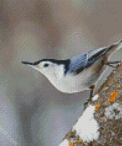 Breasted Nuthatch Diamond Paintings