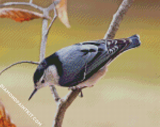 Breasted Nuthatch Bird Diamond Paintings