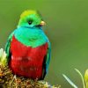 Beautiful Quetzal Bird Diamond Paintings