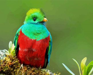 Beautiful Quetzal Bird Diamond Paintings