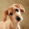 Beige Doxie Puppy Diamond Paintings