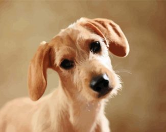 Beige Doxie Puppy Diamond Paintings