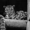 Black And White Baby Tigers Diamond Paintings